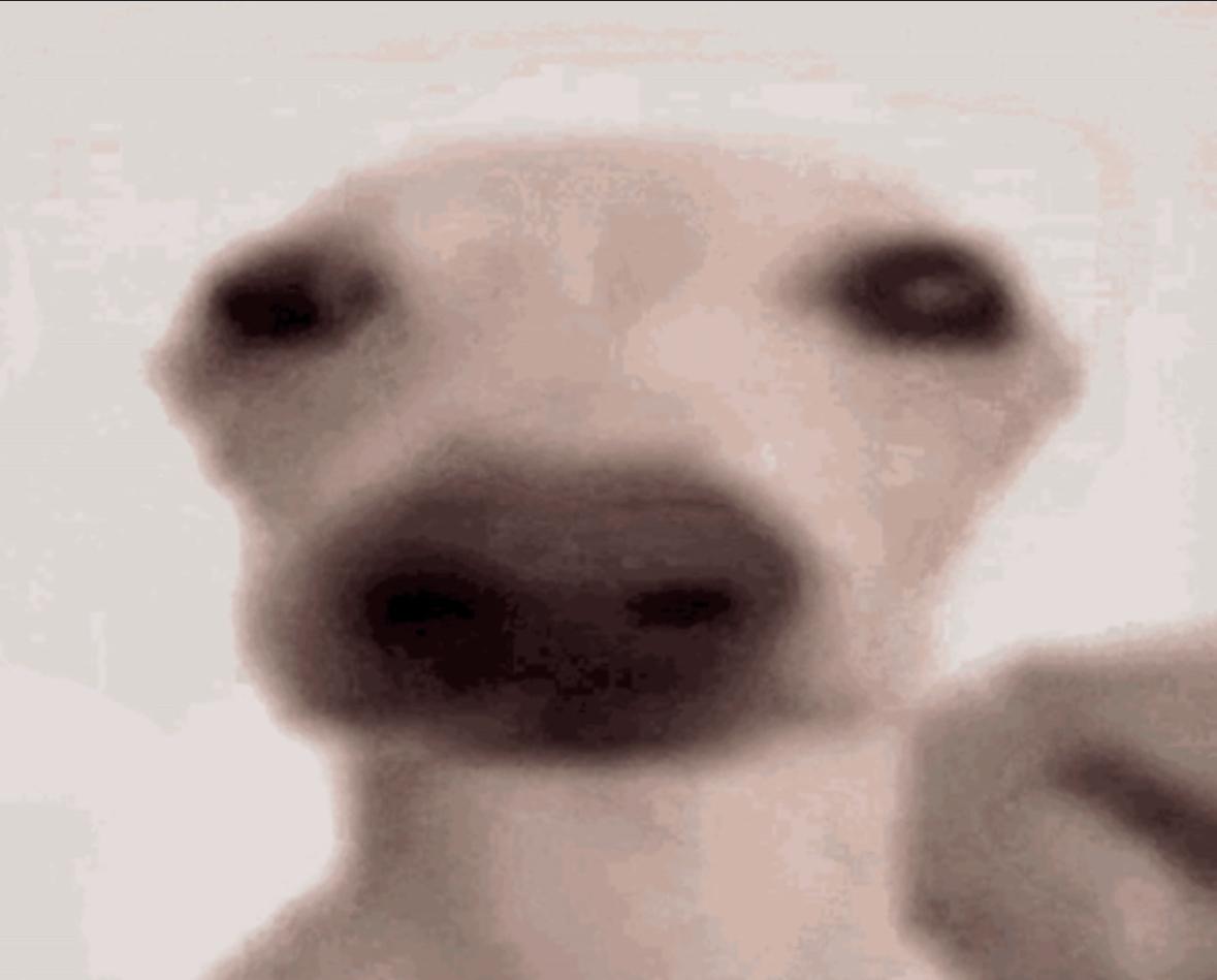 elperrojuan profile picture