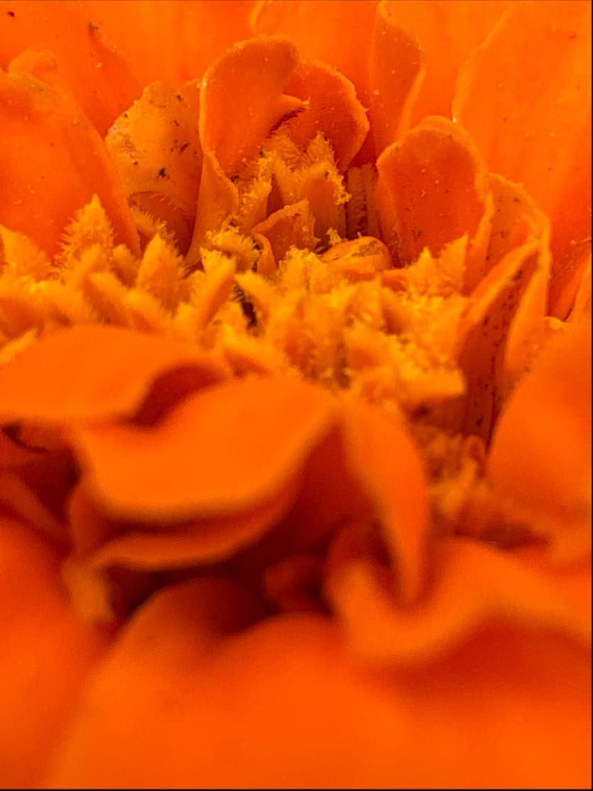 Turmeric profile picture