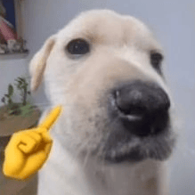 Voice AI Voice