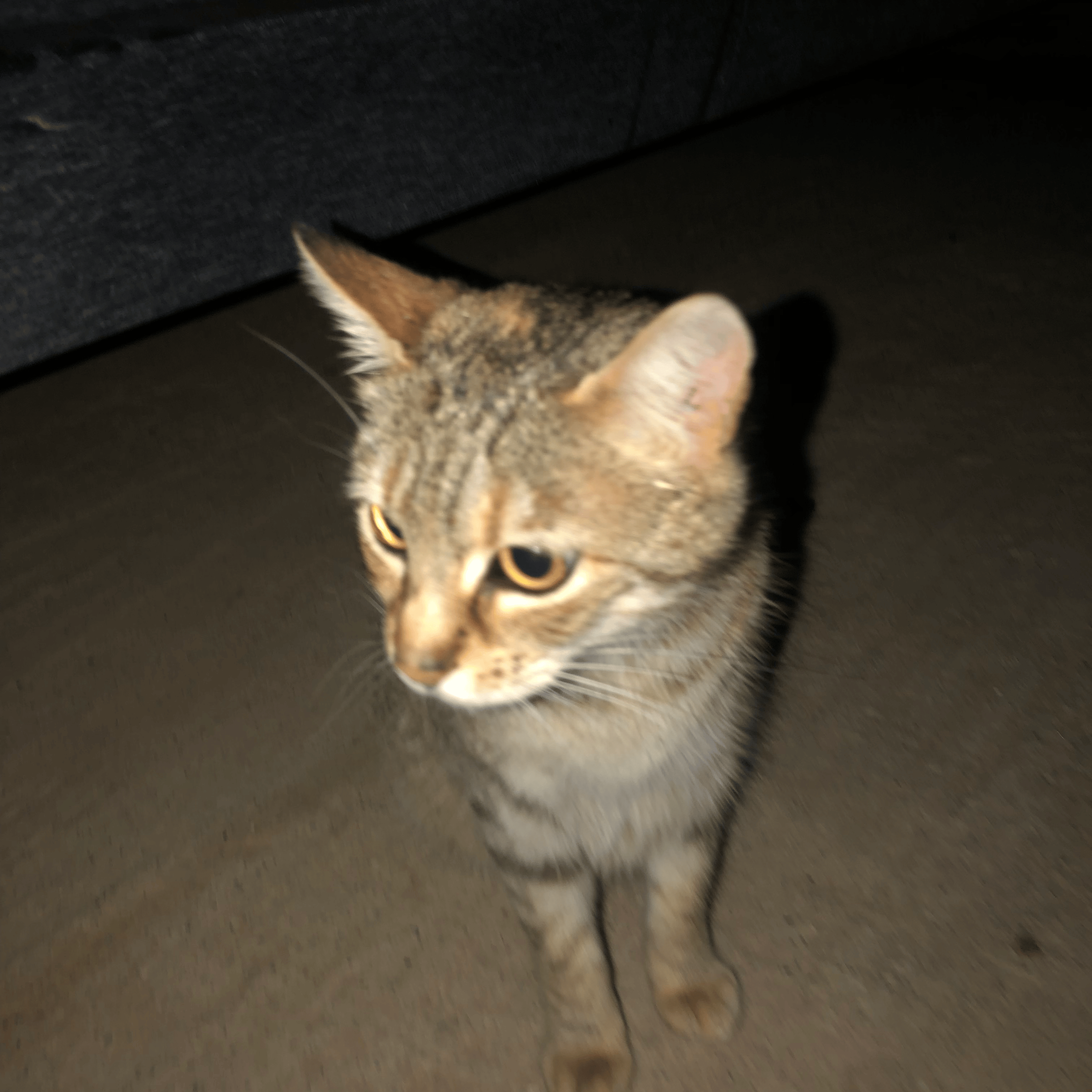 Voice AI Voice