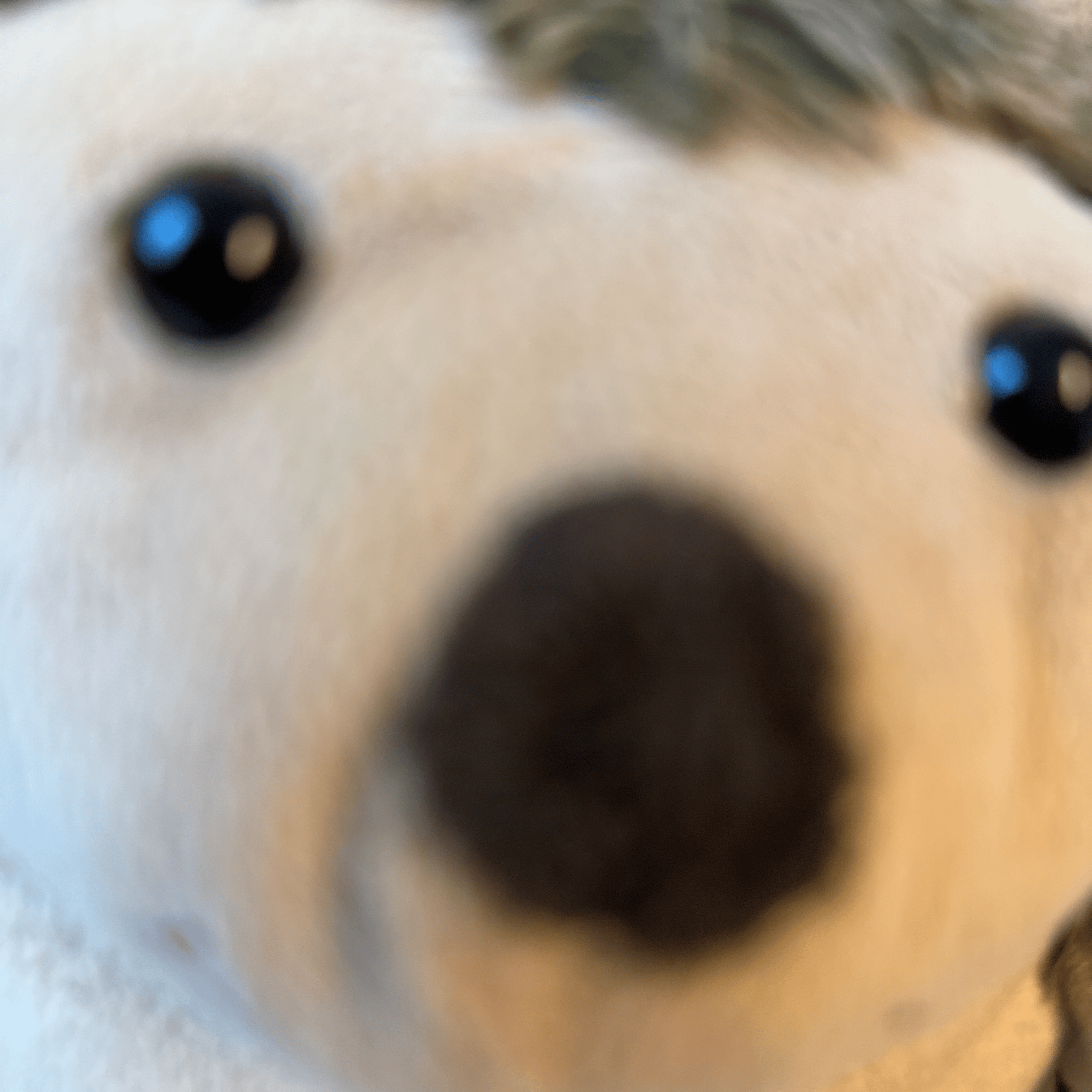 Voice AI Voice