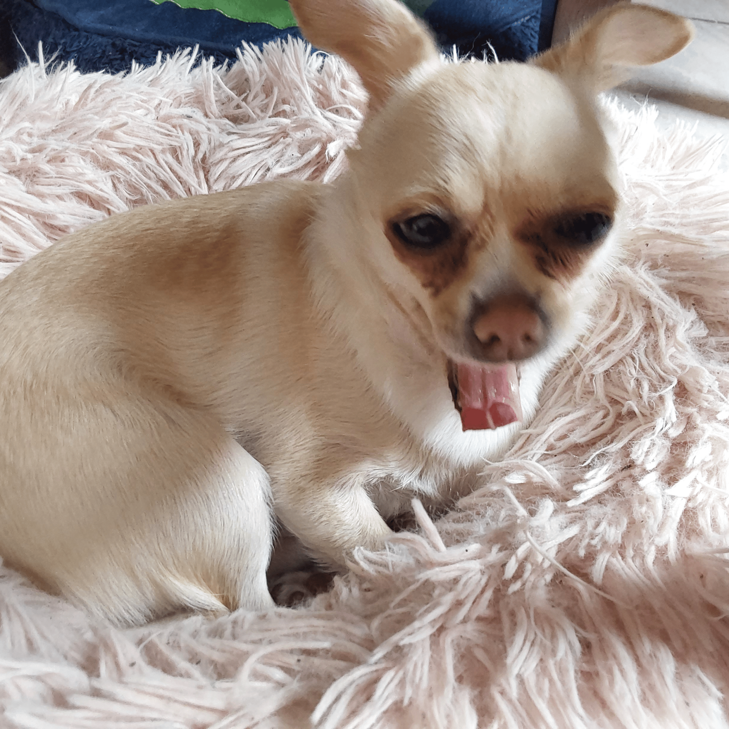 Voice AI Voice