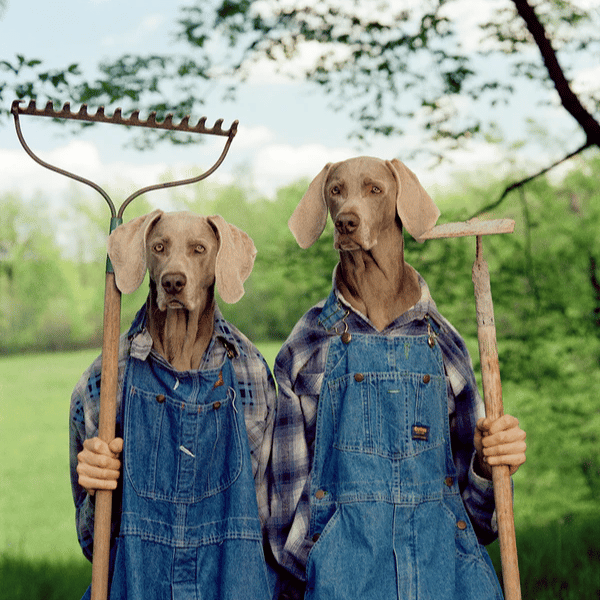 William Wegman (Dog Videotagraher on Sesame Street) AI Voice