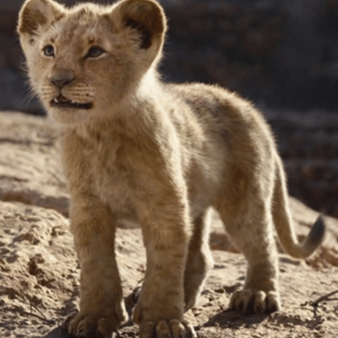 Young Simba {The Lion King 2019} AI Voice