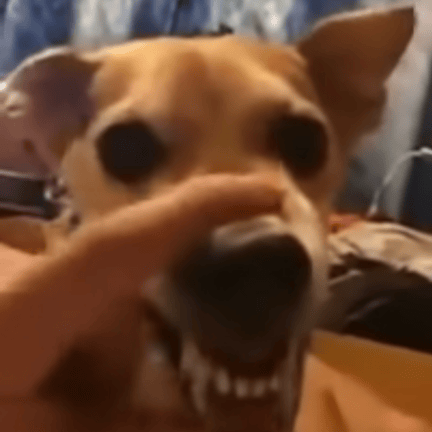 dog lalala meme AI Voice