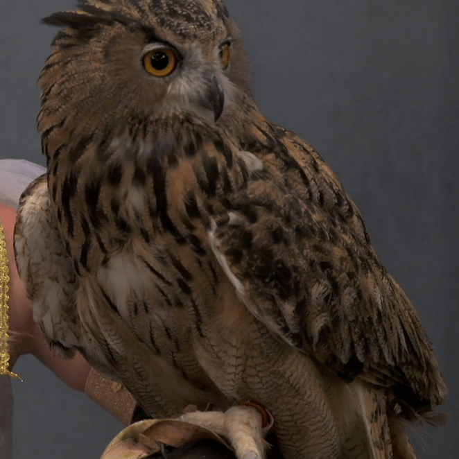 Bernard the Sassy Owl (Fairly Odder) AI Voice