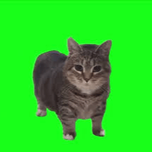 oiiaoiia cat AI Voice