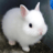 Bunnyprinccess