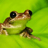 CANADIANFROGZD