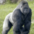 OrangutanMan