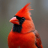 GayCardinals
