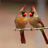 LesbianCardinals