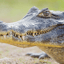 Crocodilejack