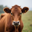 UnknowinglyCow