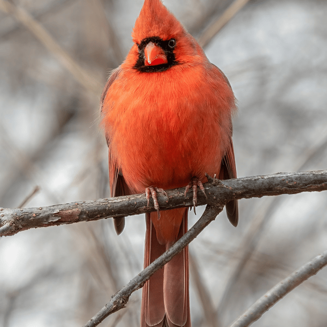 Birdsong like the animal noise