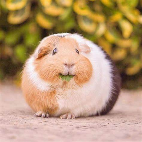 a random guinea pig 