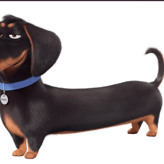 Buddy (The Secret Life Of Pets)