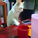 gato voz y ronroneo