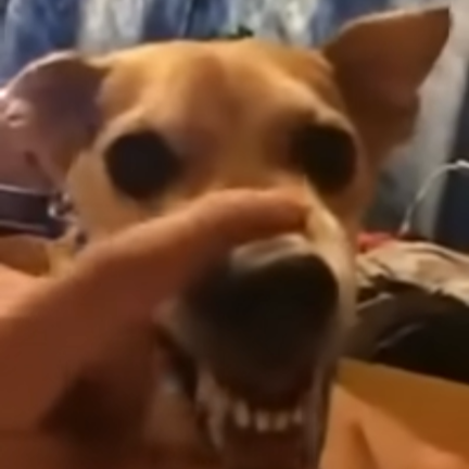 dog lalala meme