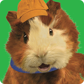 Linny The Guinea Pig
