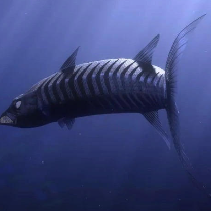 Barrcuda (Finding Nemo)