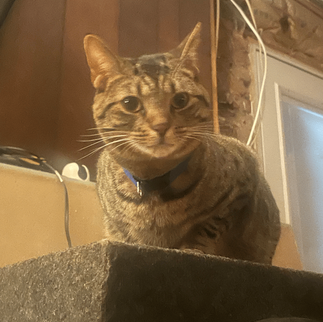 TZbeatzz profile picture