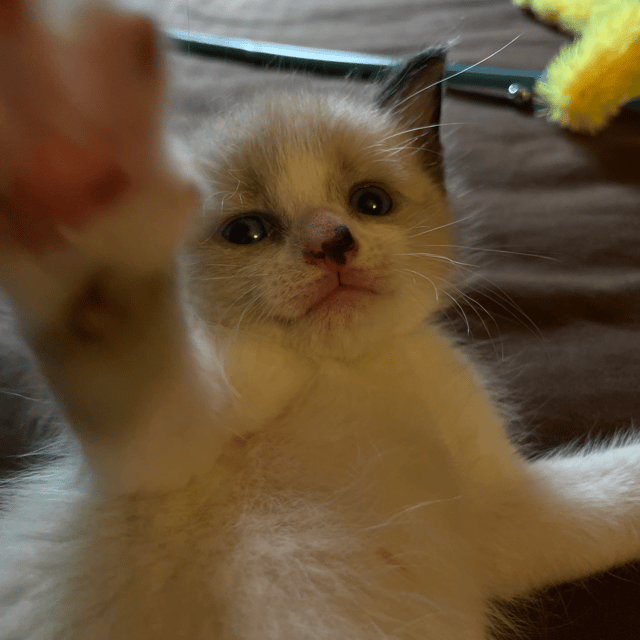 isaaacoverz profile picture