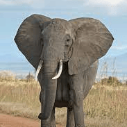 AI Elephant Model Image