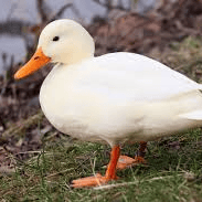 AI Pato voice  Image