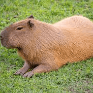 AI capybara voice                                                                         Image