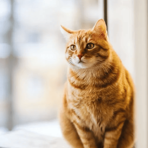chat miaule AI Voice