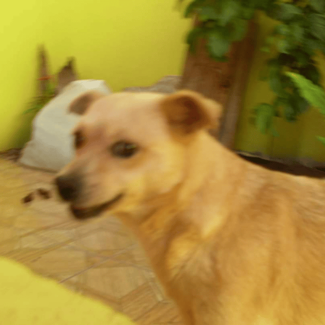 Oscar (from Pitu & Oscar) AI Voice