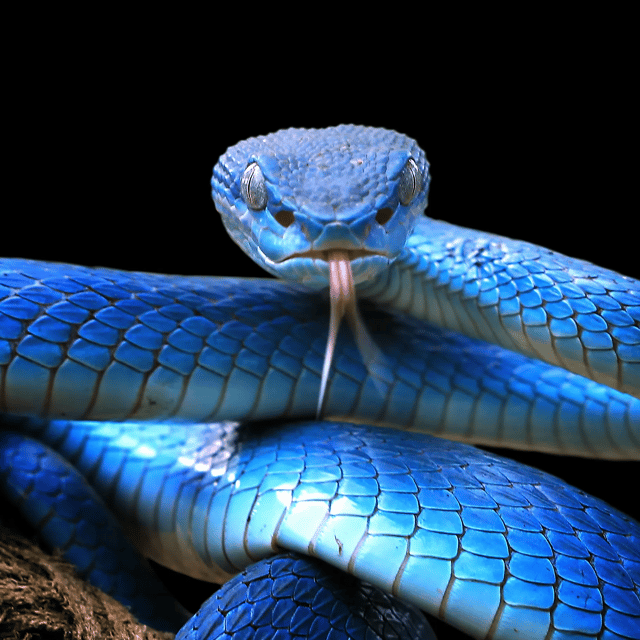 Literally just a snake AI Voice