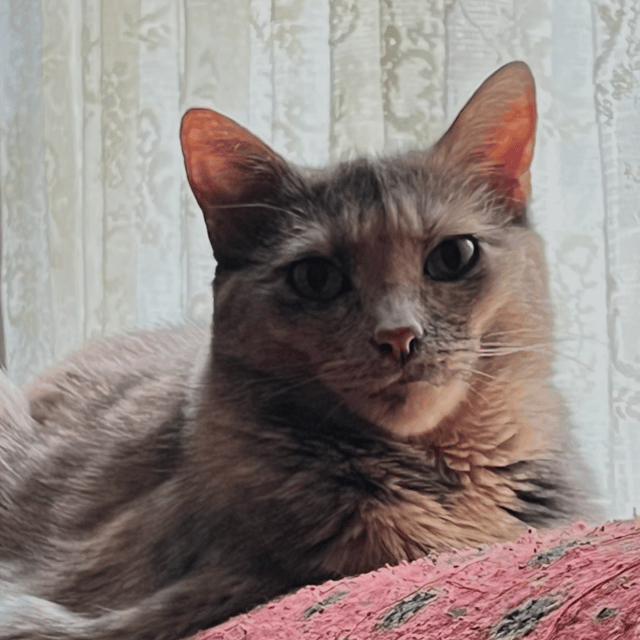 My Cat June, Improved AI Voice