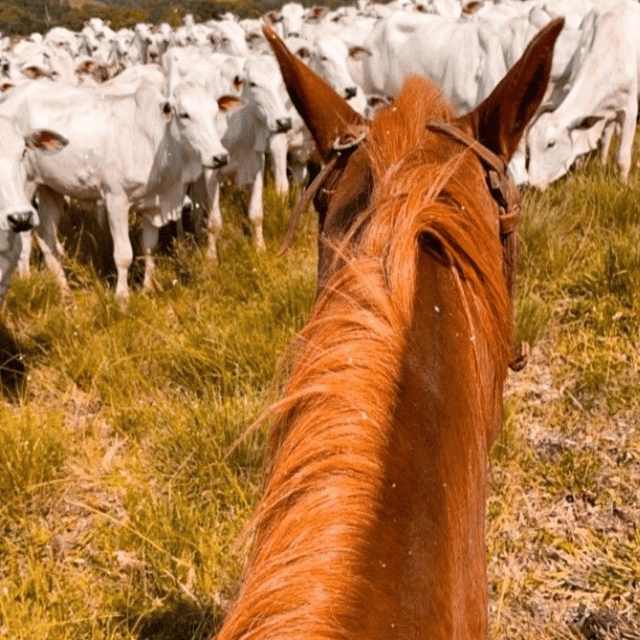 EDUNATAN PRIME OF PRIME Image