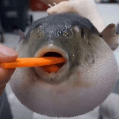 Pufferfish(Aughe) AI Voice