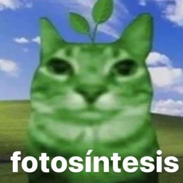 fotosíntesis profile picture