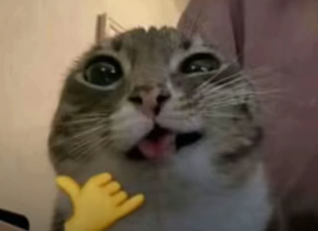sugasteppin profile picture