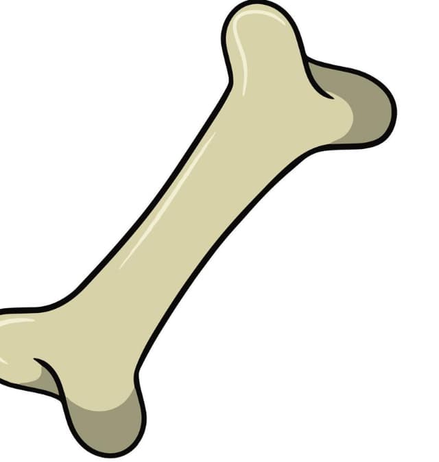 BONE profile picture
