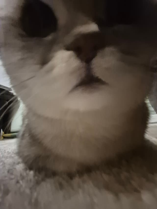 Melidiotic profile picture