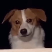 Sabellethepreppydog15 profile picture