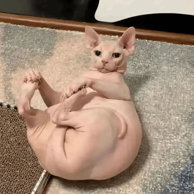 PurpleGiraffe profile picture