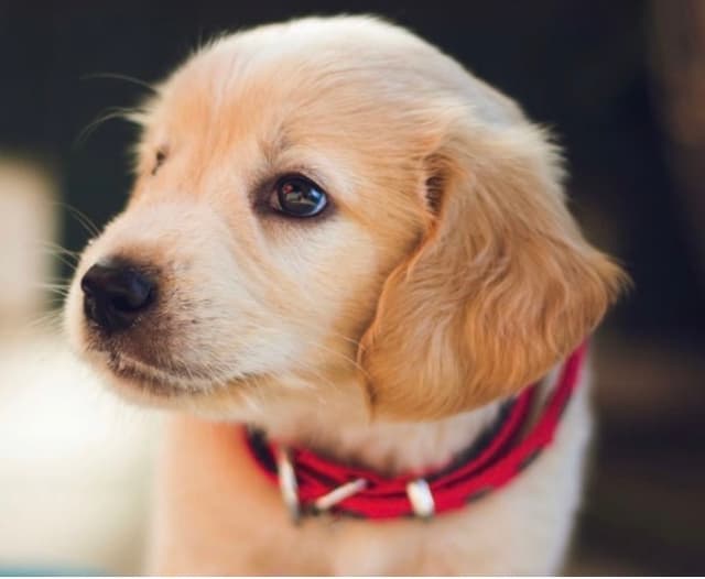 BébéChienMiMi profile picture