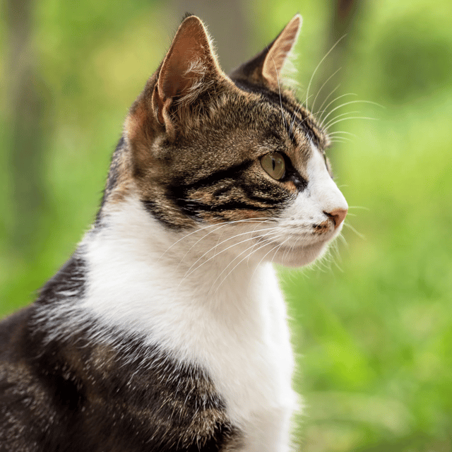 NichtDerjeniche profile picture