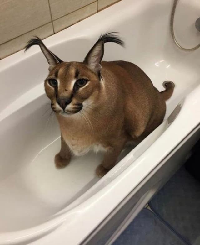 Caracaleditz9 profile picture