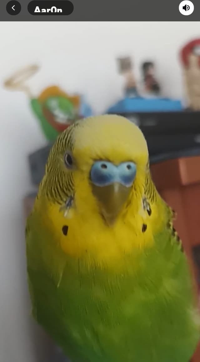 MayayTaner profile picture
