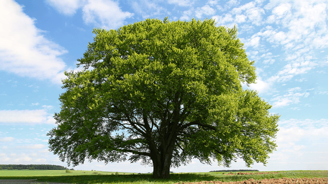 tree. profile picture