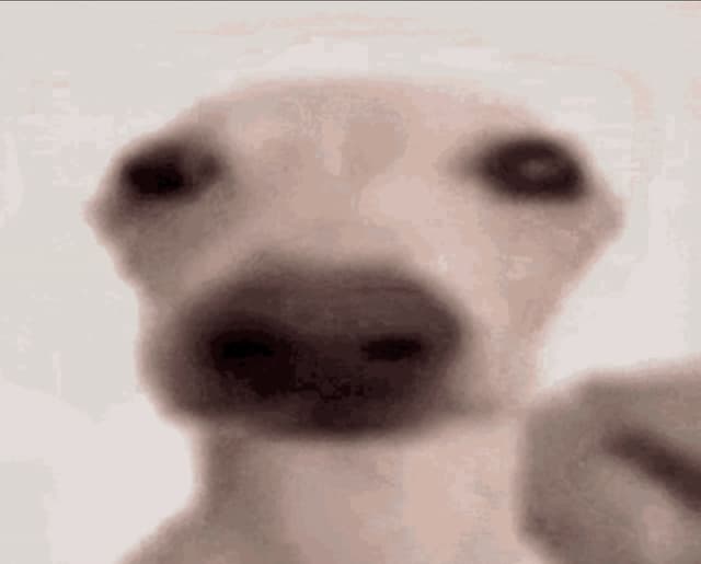 elperrojuan profile picture
