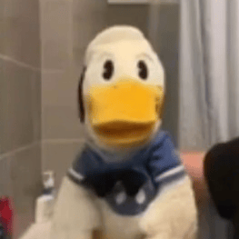 donaldducc profile picture