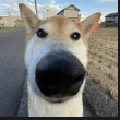 Voice AI Voice